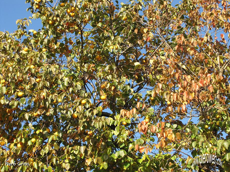 65 Colori d'autunno con cachi.jpg